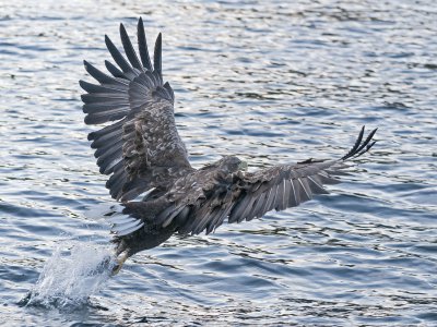 Seeadler mit PS CC.jpg