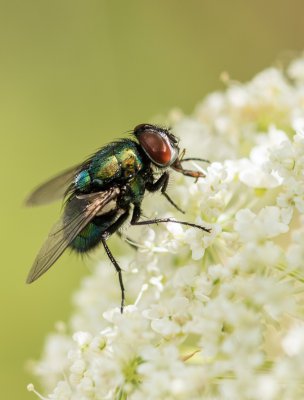 Fliege auf Dolde.jpg