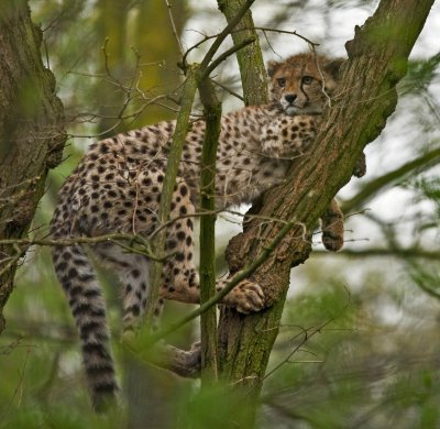 Gepard im Baum.jpg Gepard im Baum.jpg
