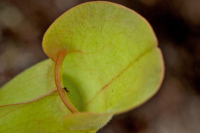 Fatal Attraction3.jpg