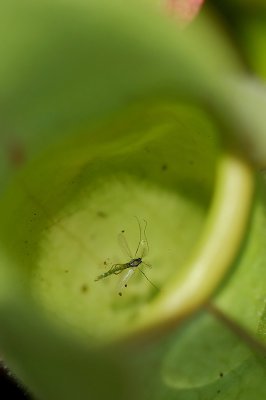 Fatal Attraction.jpg