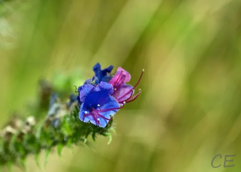 _IGP6831.webp