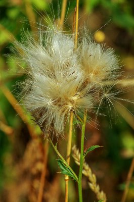 IMGP8056 15 08 2015 Schloss Seehof Kopie 800.jpg IMGP8056 15 08 2015 Schloss Seehof Kopie 800.jpg