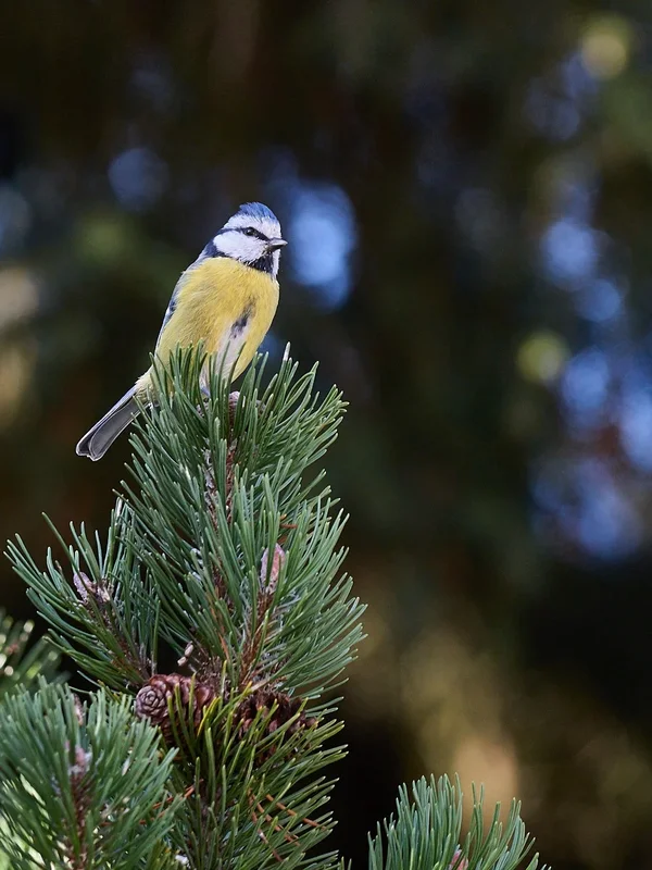FE 70-200mm F4 G OSS • 5.6 • 1-800s • A7R II • Blaumeise.webp FE 70-200mm F4 G OSS • 5.6 • 1-800s • A7R II • Blaumeise.webp