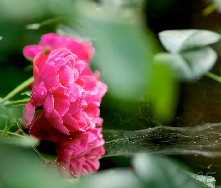 _IGP7098.webp