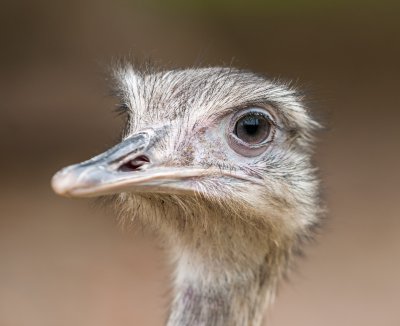Nandu.jpg