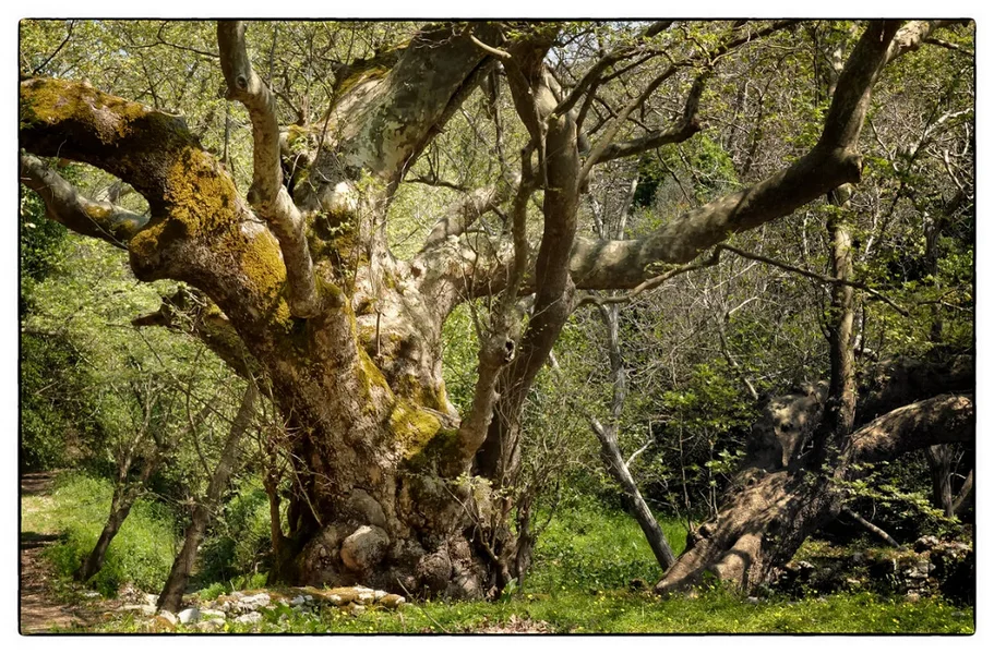 knorriger Baum.webp knorriger Baum.webp