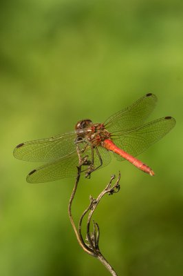 IMGP8203 12 09 2015 Amlingstadt Kopie 800.jpg