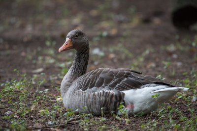 20150913_Nikon 200-500 Test_DSC_6688_028.jpg