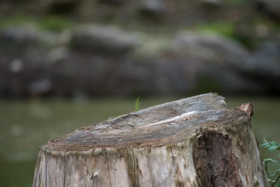 20150913_Nikon 200-500 Test_DSC_6693_033.webp