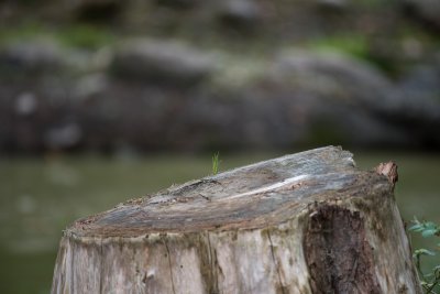 20150913_Nikon 200-500 Test_DSC_6693_033.jpg