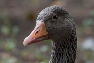 20150913_Nikon 200-500 Test_DSC_6688_028-2.jpg