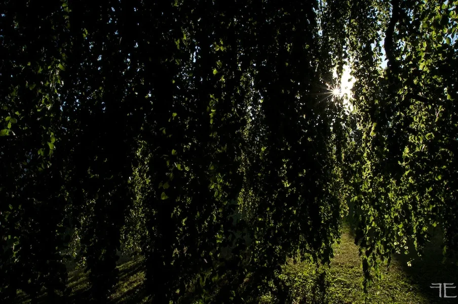 IMGP6082.webp
