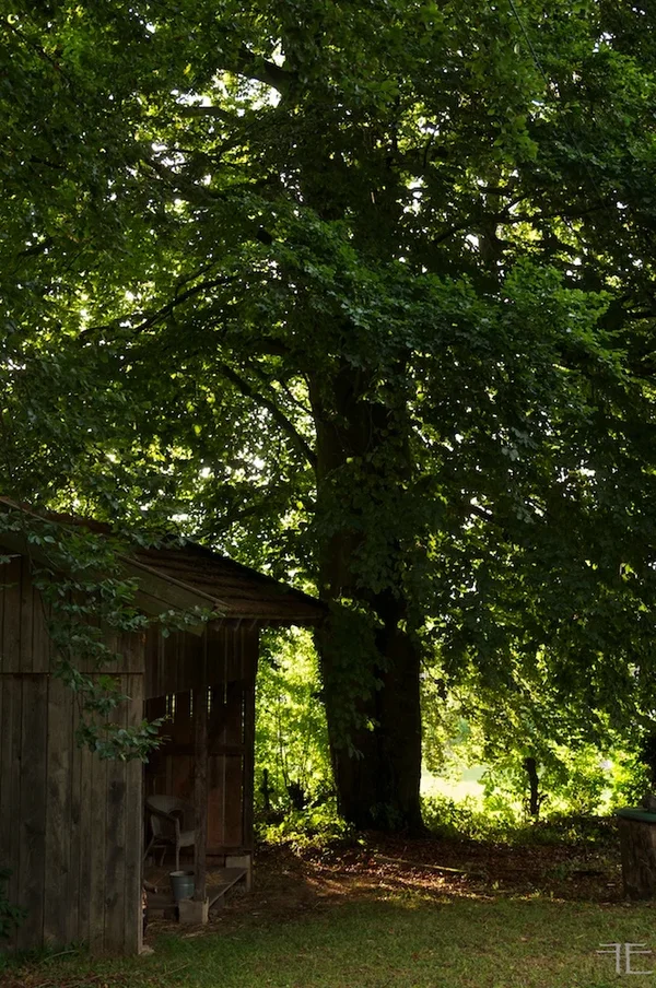 IMGP6133.webp