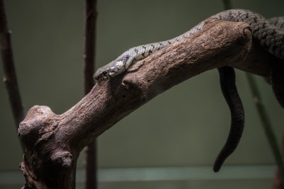 20150913_Nikon 200-500 Test_DSC_6695_035.jpg