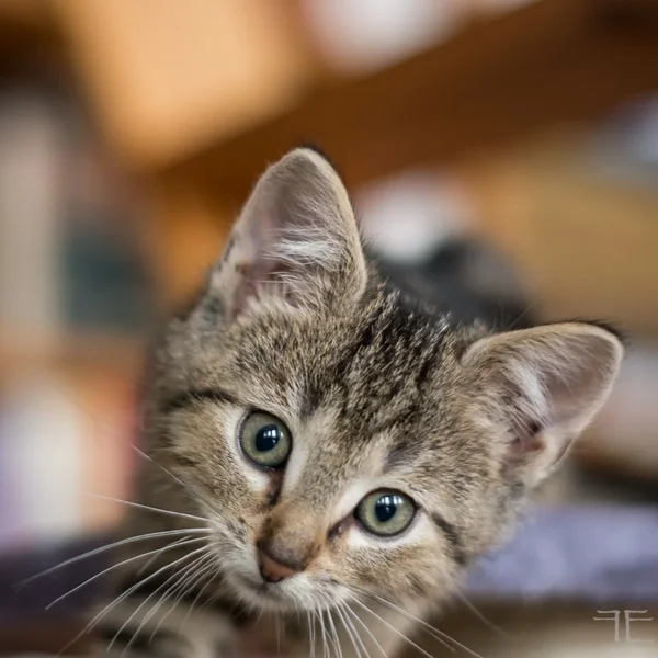 20150913-_IGP5458.webp