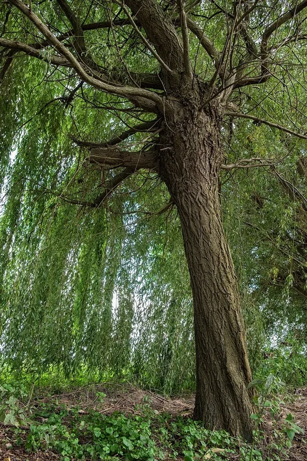 image.webp