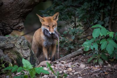 20150926_Tierpark Lange Erlen_DSC_6860_099.jpg