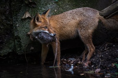 20150926_Tierpark Lange Erlen_DSC_6865_104.jpg