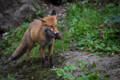 20150926_Tierpark Lange Erlen_DSC_6872_111.jpg