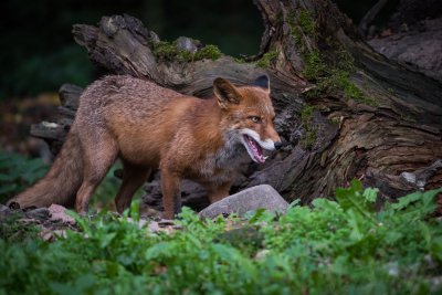 20150926_Tierpark Lange Erlen_DSC_6900_139.jpg