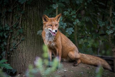 20150926_Tierpark Lange Erlen_DSC_6907_146.jpg