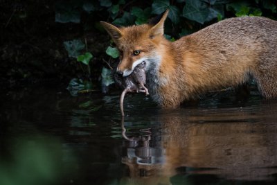 20150926_Tierpark Lange Erlen_DSC_6921_160.jpg