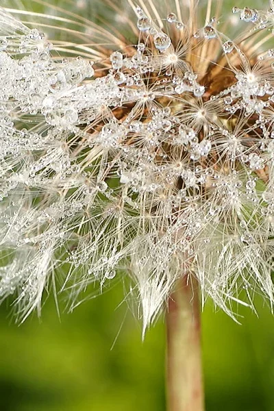Pusteblume-100prz.webp