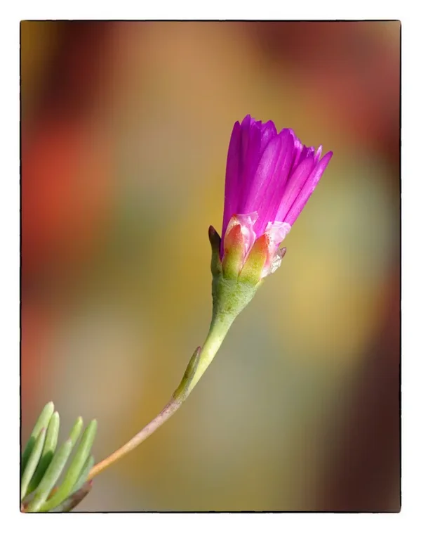 Blume.webp