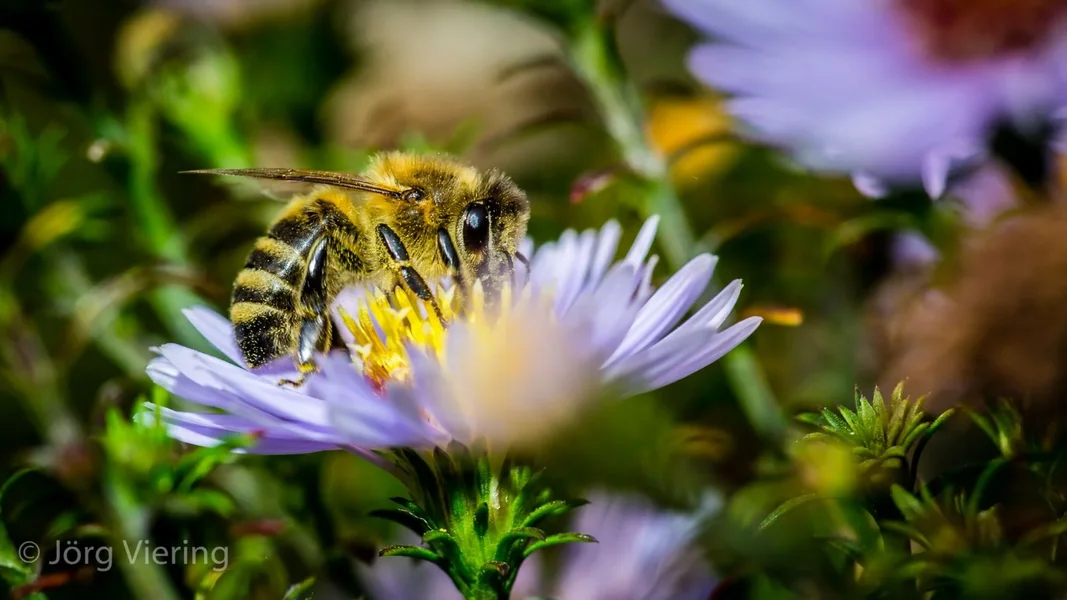 098_Makro_Garten.webp