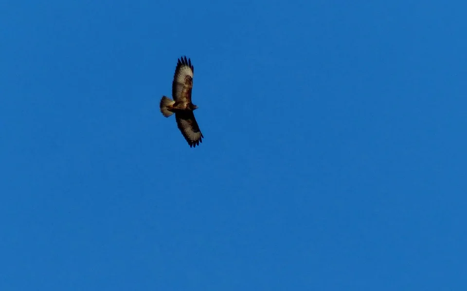 BUSSARD_I.webp