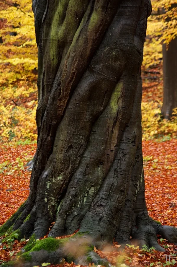IMGP1688.webp