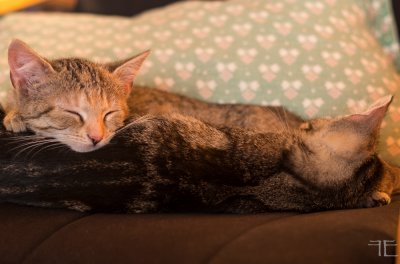 20151010-_IGP5831.jpg
