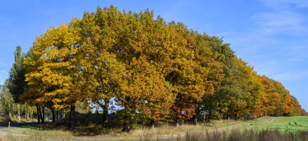 Dahlhausen_2.webp