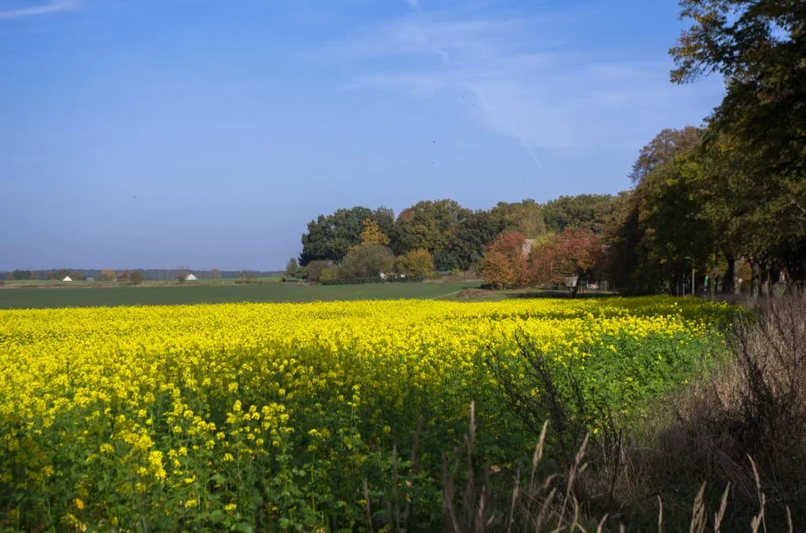 Dahlhausen_4.webp
