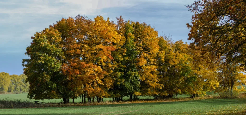 Wusterhausen_Dosse_2.webp