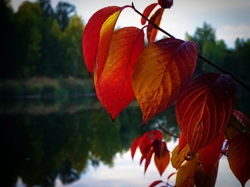 herbst Smart Kopie (1).webp