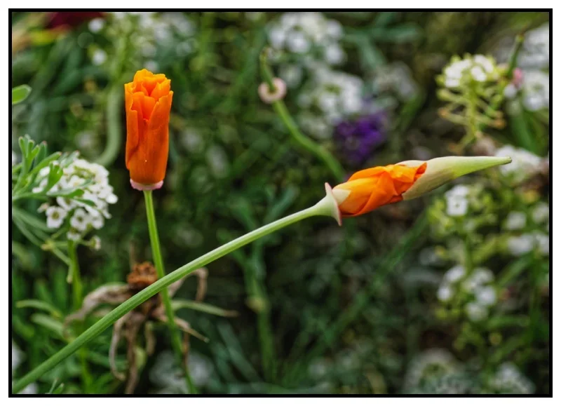 _small__IGP7361_DxO.webp
