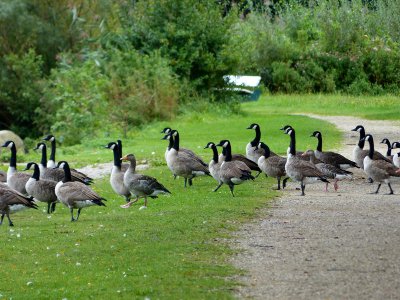 NONNEN_GANS_kl.JPG