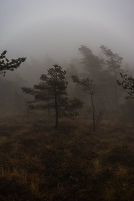 DSC03526.jpg DSC03526.jpg