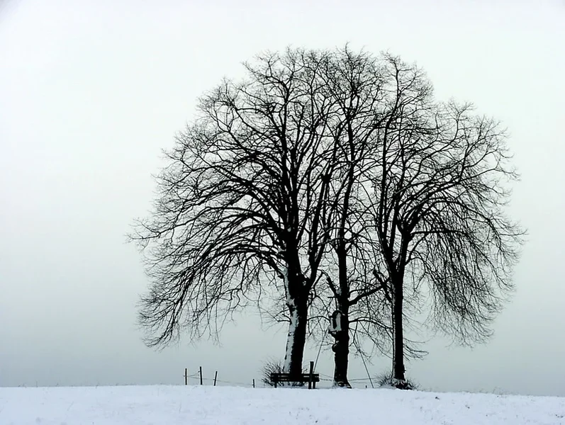Winter_kl.webp Winter_kl.webp