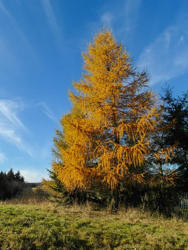 ci_SAM_2613.webp ci_SAM_2613.webp