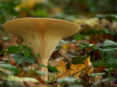 IMGP7338 - Arbeitskopie 2.jpg