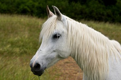 Pferd 008 A58_90.jpg