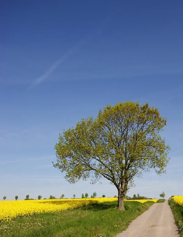 Baum 002 A3_1020.webp Baum 002 A3_1020.webp