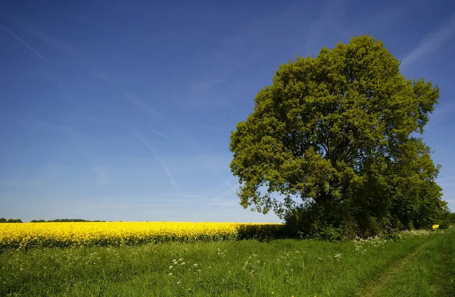 Baum 004 A3_1020.webp Baum 004 A3_1020.webp