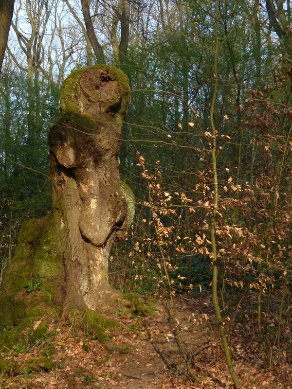 ERD_Männchen.webp ERD_Männchen.webp
