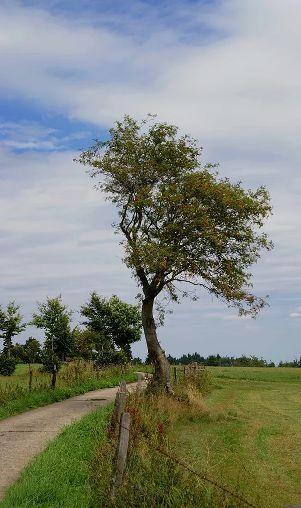 Baum 014 A3_1770.webp Baum 014 A3_1770.webp