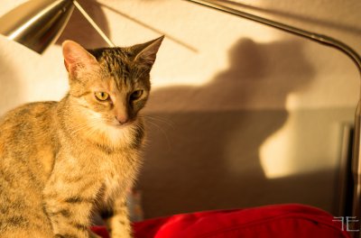 20151223-_IGP6955.jpg 20151223-_IGP6955.jpg