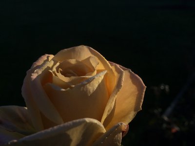 IMG_2770_800px.JPG